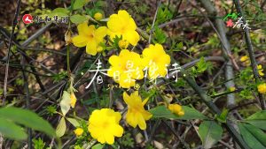 春日影像诗? | 在尊龙z6中国863科技园，，，，，，，，听“范伟”教员朗擞锥春》